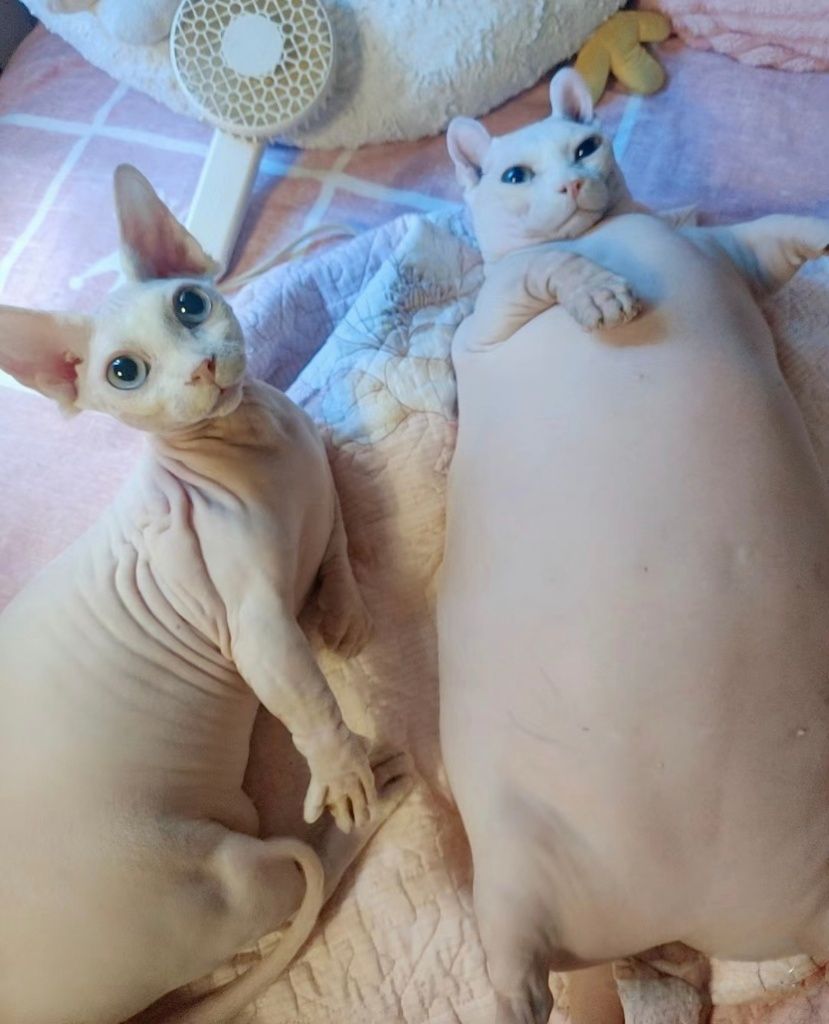 user_968_blob